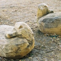 10. Two grooming Ducks in oak.